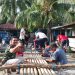 Gotong Royong Nelayan Desa Kondowa, Kecamatan Pasarwajo, Kabupaten Buton, Membuat Rompong untuk Tingkatkan Hasil Tangkap Ikan