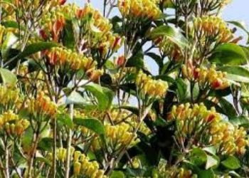 Petani Cengkeh Kepulauan Obi Keluhkan Harga Penurunan Buah cengkeh di Tahun 2024