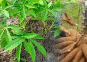 Desa Koholimombono Punya Potensi Luar Biasa di Bidang Pertanian dan Perikanan