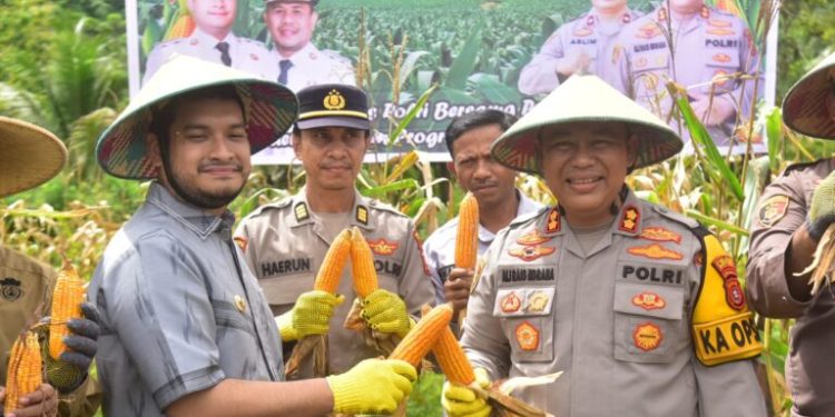 Panen Jagung di Buton Jadi Momentum Kebangkitan Pertanian: Petani Muda Bangkit, Desa Siomanuru Disiapkan Jadi Sentra Jagung Sultra
