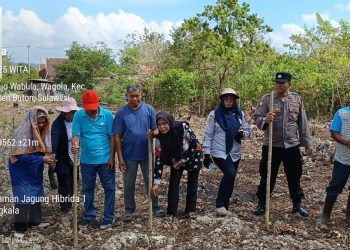 Desa Dongkala Dorong Inovasi Pertanian dan Ketahanan Pangan Lewat Jagung Hibrida
