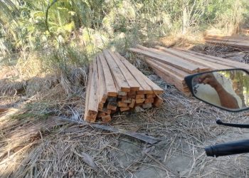 Dugaan Penebangan Liar Bakau di Sungai Malaoge, Jalur Desa Kinapani Kecamatan Lasalimu Selatan Jadi Sorotan